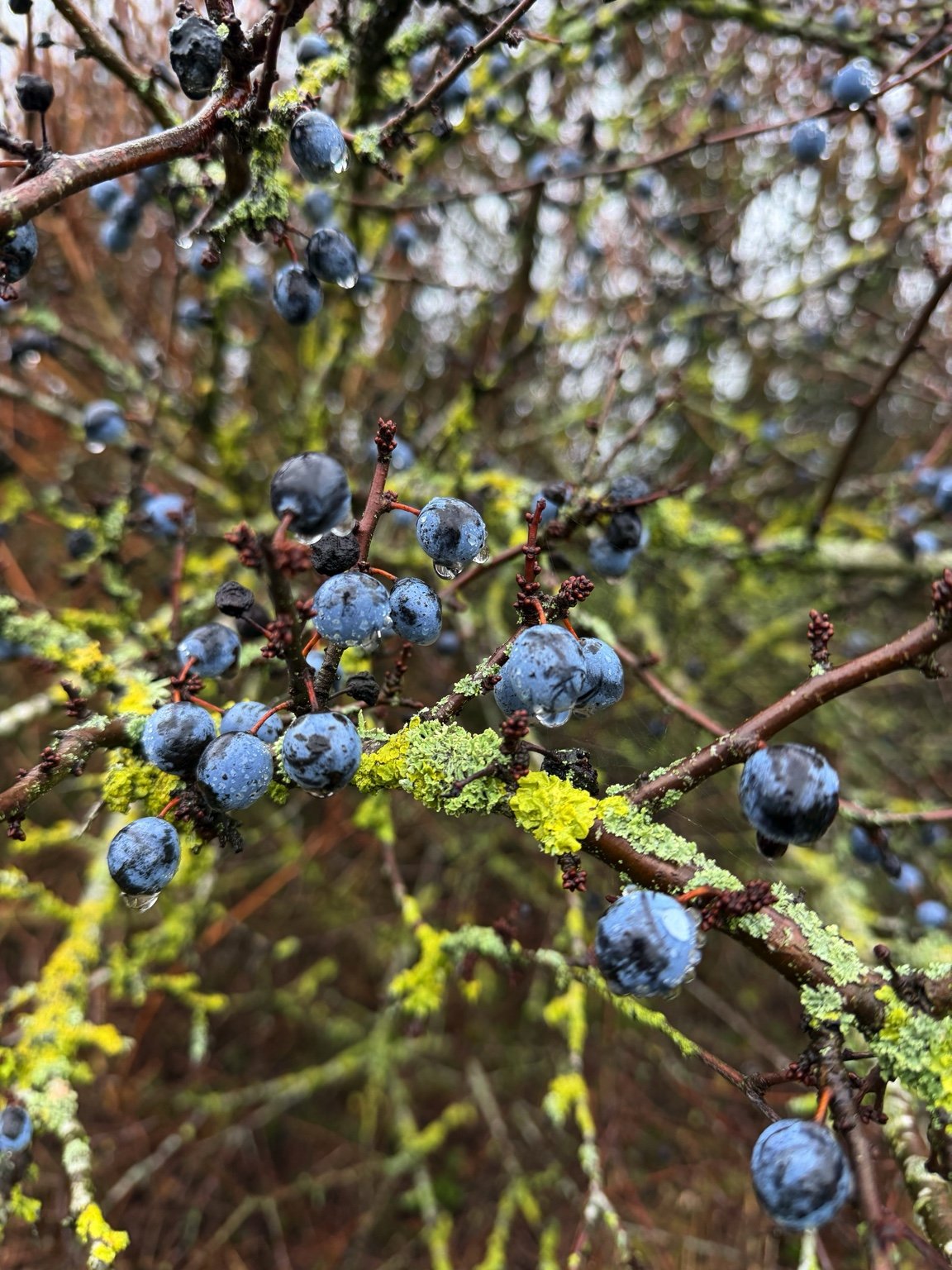Berries and lichen in a local hedgerow